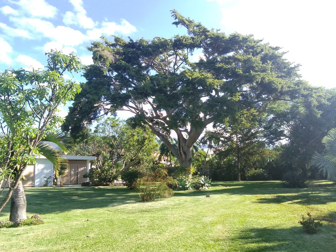 Beau jardin bien entretenu avec un bel arbre au milieu Beau jardin bien entretenu avec un bel arbre au milieu